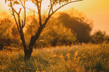 Golden Sunset Over Meadow with Lone Tree and Soft Light