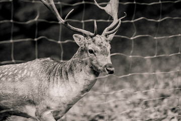 Deer Behind a Fence, in Hungary 