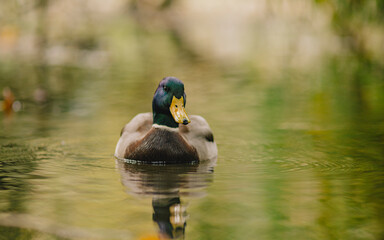 Mallard Duck Swimming on Calm Pond in Hungary