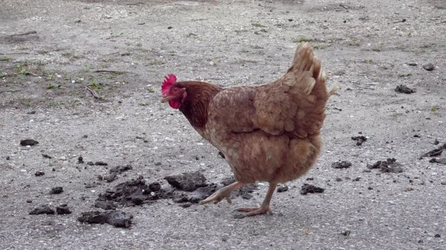 A lonely chicken is looking for some food in between pieces of mud