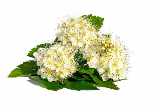 On a white isolated background is a blooming spirea (meadowsweet), of the rose family.