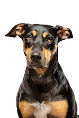 Obraz premium This striking black and tan dog, with alert ears and a focused expression, poses against a clean white background, highlighting its unique features and charming personality.