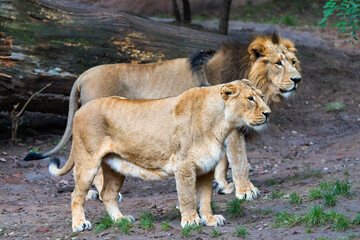 Majestic Pair of Asiatic Lions Standing Together in Their Natural Habitat