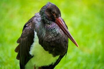 Elegant Close-Up Portrait of a European Black Stork Against a Lush Green Background