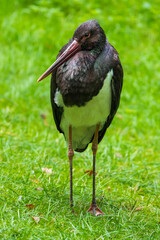 European Black Stork Gracefully Walking Through a Meadow