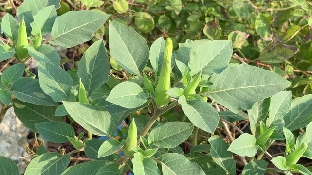 A plant of Dhatura, Datura is a genus of nine species of highly poisonous also known as devil's trumpets or mad apple is used as offering to the lord shiva's worship