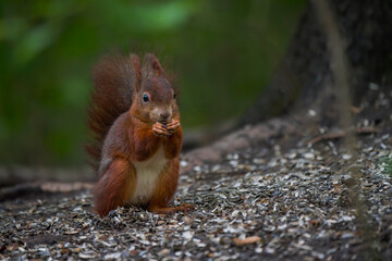 European Red Squirrel Feeding on Sunflower Seeds Beneath a Bird Feeder
