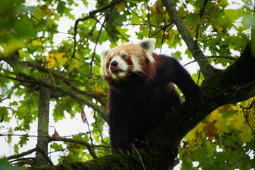 Red Panda Playfully Sticking Out Its Tongue in a Tree