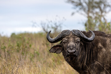 Afrikanische Büffel
