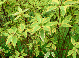 White Dogwood bush (Cornus alba)