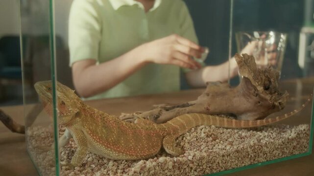 Medium closeup of large adult pet pogona lizard sitting on gravel in glass terrarium, hands and midsection of unrecognizable woman pouring water from jug and giving to reptile for drinking