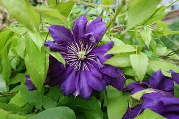Deep purple double flower in the leafage of Clematis in June