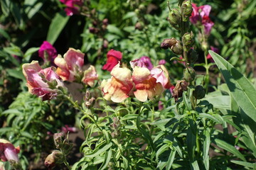 Yellow and red flowers of Antirrhinum majus in July