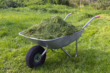 A wheelbarrow full of grass clippings.
Lawn mowing process.
