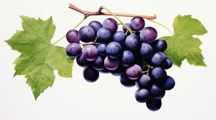 Fototapeta premium assorted grapes, including green, red, and black varieties,