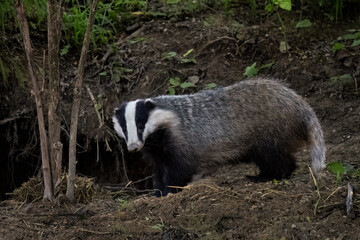 Eurasian Badger - Meles meles, popular beautiful carnivore from European and Asian forests, White Carpathians, Czech Republic. © David