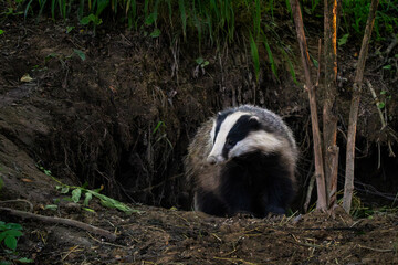 Eurasian Badger - Meles meles, popular beautiful carnivore from European and Asian forests, White Carpathians, Czech Republic. © David