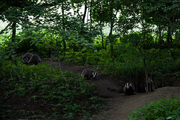 Eurasian Badger - Meles meles, popular beautiful carnivore from European and Asian forests, White Carpathians, Czech Republic. © David