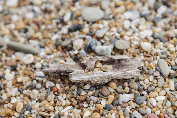 Beach Pebbles