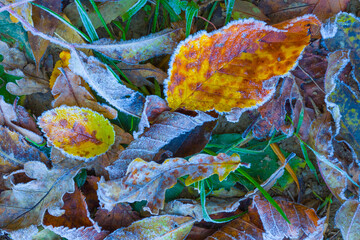 heap of red dry leaves lie on ground, beautiful red dry leaves background