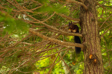 Fototapeta premium Squirrel in 'La Dehesa' park in Soria, Spain. Autumn season.
