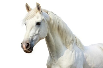 Naklejka premium White regular horse isolated on a white background
