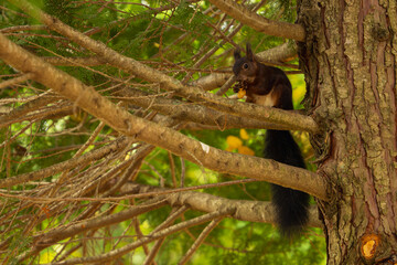 Squirrel in 'La Dehesa' park in Soria, Spain. Autumn season.