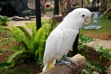 Obraz premium White Parrot on Branch Against Nature Background
