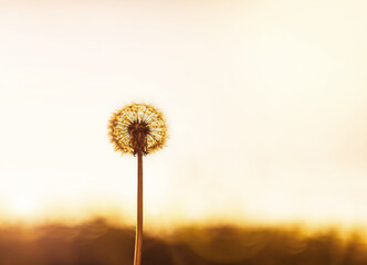 Fototapeta premium A dandelion with the sun behind it. Close Up of a beautiful common dandelion 