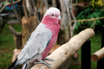 Obraz premium Pink and Grey Galah Cockatoo Standing on Tree Branch