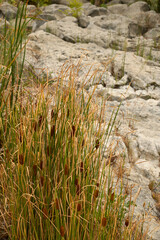 Typha on the rocky shore of the Caspian Sea © Popova Olga