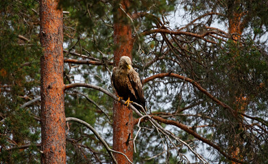 Whitetailed eagles in the Taiga forest of Finland
