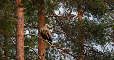 Whitetailed eagles in the Taiga forest of Finland