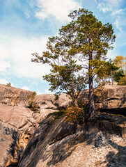 Ancient crags in Ukraine. Pine trees  growing on a crags in autumn. Rocky landscape of Ukraine
