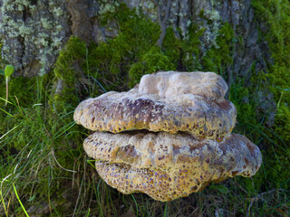 Baumschwamm, Tropfender Schillerporling - Inonotus dryadeus