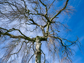 Birke ohne Blätter vor blauem Himmer im Herbst