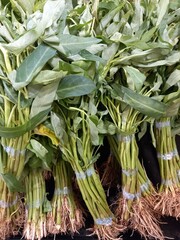 Obraz premium Spinach