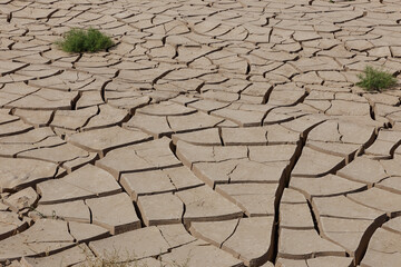 Dry cracked earth, global warming, climate change. Green grass on cracked earth.