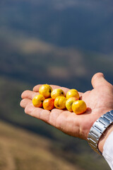 Close-up hand holding fresh ripe yellow hawthorn fruits.