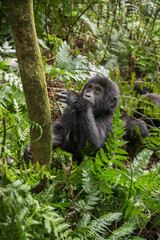 The mountain gorilla (Gorilla beringei beringei) is a subspecies of eastern gorilla. This is the...