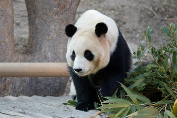 Happy Female Panda, Fu Bao, South Korea