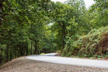 Empty road along trees in the forest in Béjaïa, Algeria.