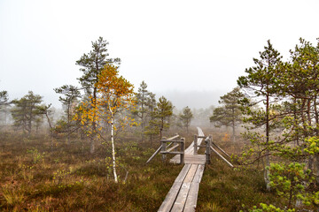 Wooden footbridge in the swamp. Swamp landscape on a foggy autumn morning