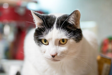 A black and white domestic cat is sitting comfortably on a kitchen counter