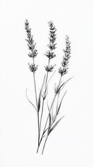 Obraz premium Lavender, detailed hand drawing of the line, botanical flower, medicinal herbs, light clean background. Generative AI