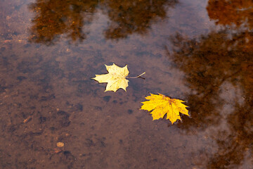 Yellow maple leaves float in the river