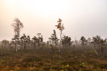 Swamp landscape on a foggy autumn morning