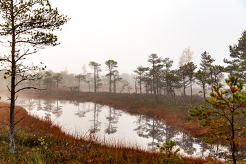 Misty autumn morning in a swamp with water