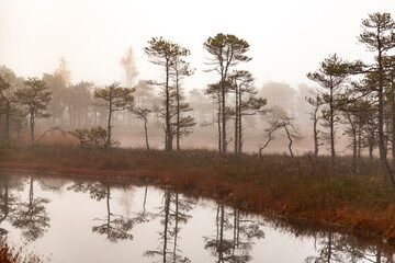 Misty autumn morning in a swamp with water
