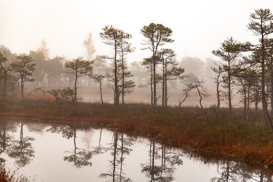 Misty autumn morning in a swamp with water